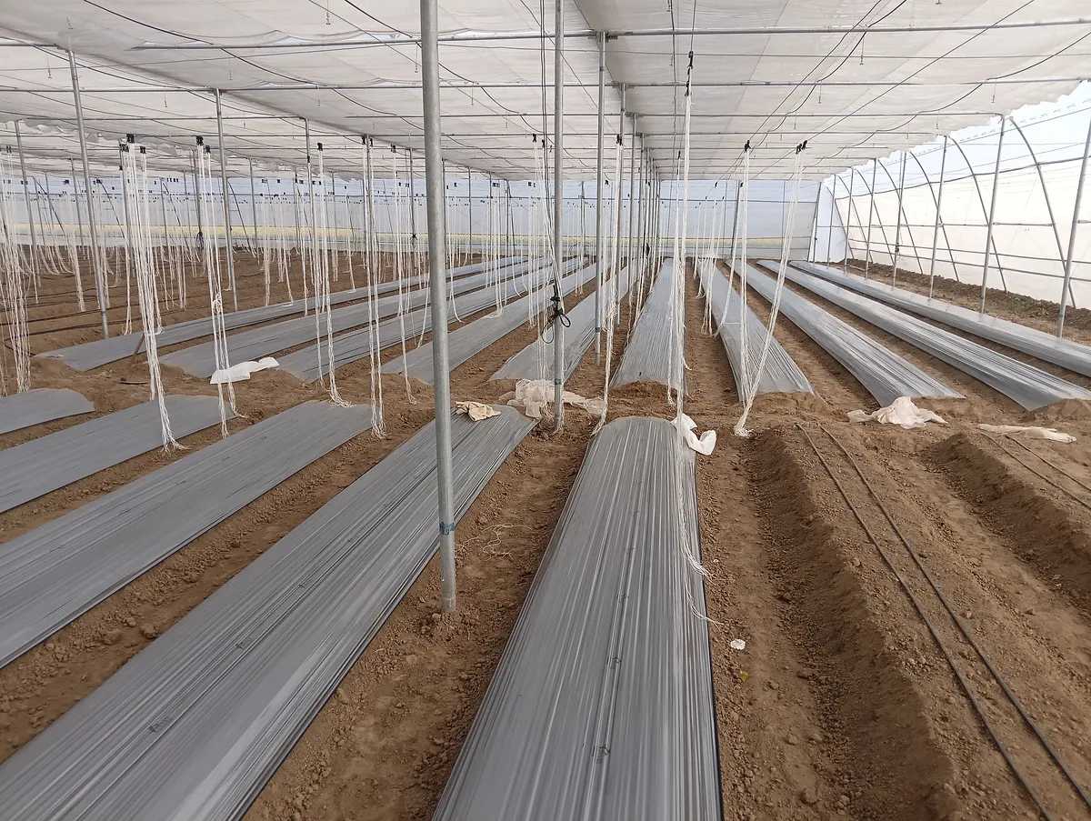 ICON Horticulture Field Work - Polyhouse & Net House Construction